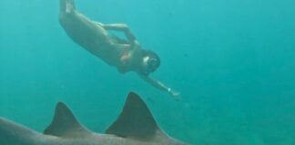 Após Ataque De Tubarão, Tayane Dalazen Retorna Ao Mar Em Noronha E Transforma Trauma Em Superação